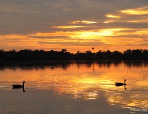 Canada Geese enjoying the Evening