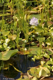 Water Hyacinth
