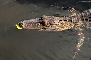 "Look Mom I Caught a Leaf"