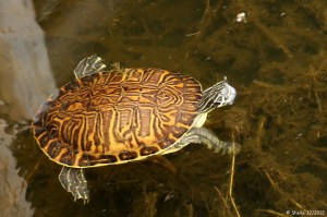 Cooter Turtle
