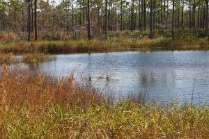 A small lake in Jonathan Dickinson State Park
