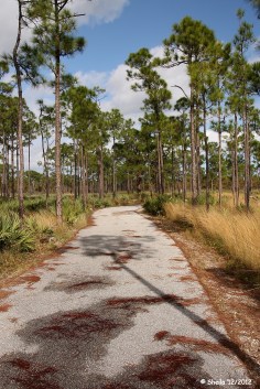A beautiful hiking and biking path.