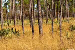 Tall Pines, Palmettos and Tall Golden Grass