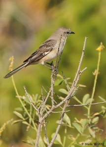 A Mockingbird searching for bugs