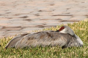 If it looks like a duck - it might not be a duck!