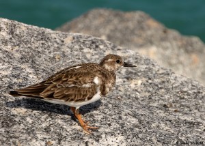 Ruddy Turnstone