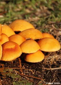 It has been rainy and with rain you get pretty muchrooms