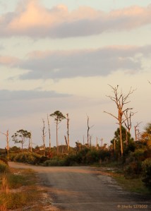 One of our Evening Walking Paths.