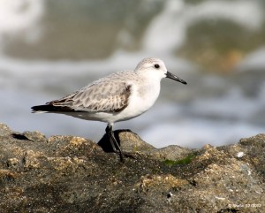 Sanderling scouting out a snack