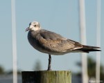 1st Winter Laughing Gull