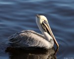 Brown Pelican