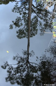 Reflections on a River