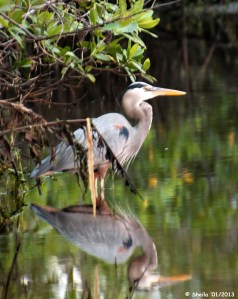 Reflection of a Hunter