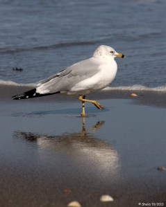 Reflection on the Seashore