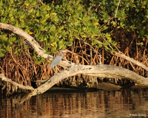 Life on the Intracoastal Waterway
