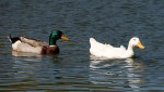 A Mallard pair. Female must be Albino!