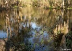 Louisiana Swamp