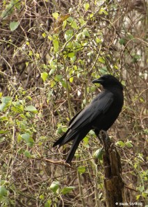 Black Bird - Crow or Raven 