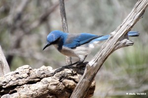 Scrub Jay