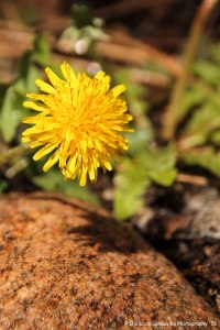 Boulders and Dandelions