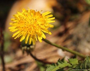 Pretty little Dandelion