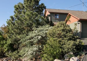 ~ Leaving our home for our walk ~ You can just see Howard's Ham Radio Antenna