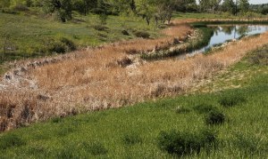 ~ Thankful for a litle Nature Preserve - nearby ~