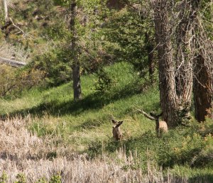 ~ Nice to see some deer ~ We were being watched. Usually we see Elk in this area.