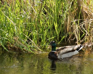 ~ Male Mallard watching over a nest ~ He kept swimming back and forth never going far from, I am guessing, a nest.