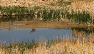 ~ A little water in the pond ~ We are now facing West toward the mountains.