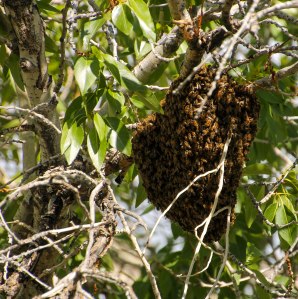 ~ A Buzzing Beehive ~ I did not want to get too close!