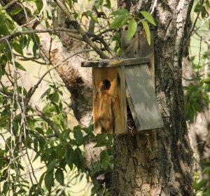 ~ A full Nesting Box ~ Note the feather hanging out the front