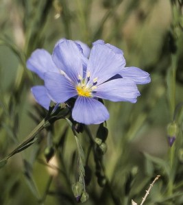 ~ A Beautiful Flax ~ 