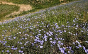~ A Field of Flax ~