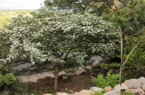 Hawthorn Tree (Stinky) We planted this tree over 26 years ago.