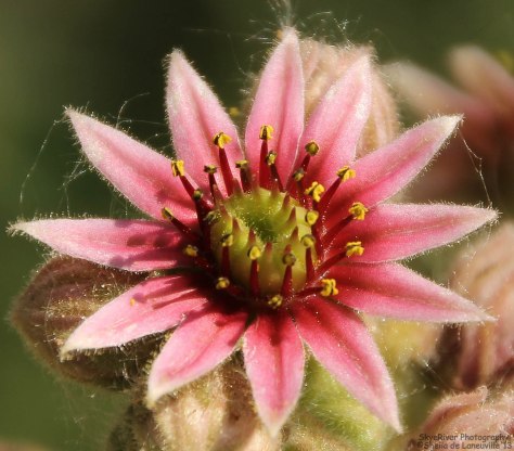 Flowering Hens & Chicks