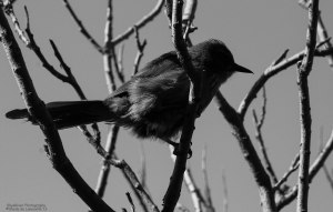 Western Scrub-Jay