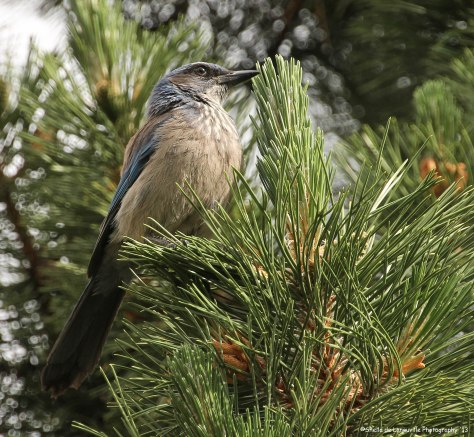 Western Scrub-Jay