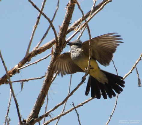 Western Kingbird - after a bug.