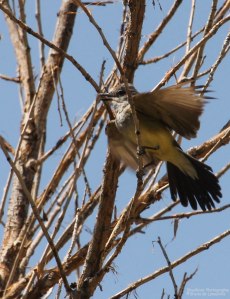 Western Kingbird - its too hot!