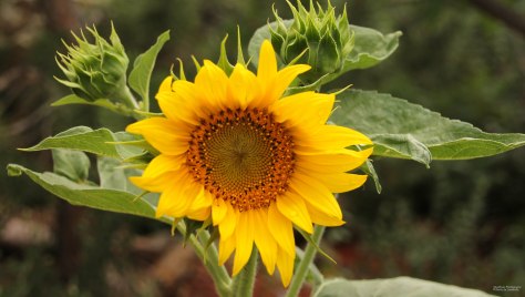 Your Elegant, but Strong Leaves 