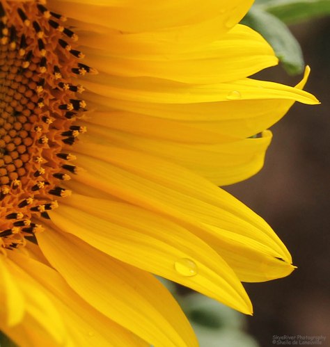 Golden Petals Long and Slim