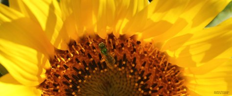 To Feed Those in Need