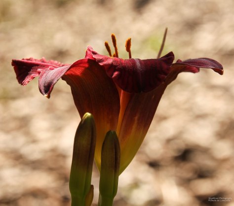 Vessel of Memories & Love