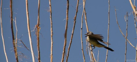 Western Kingbird