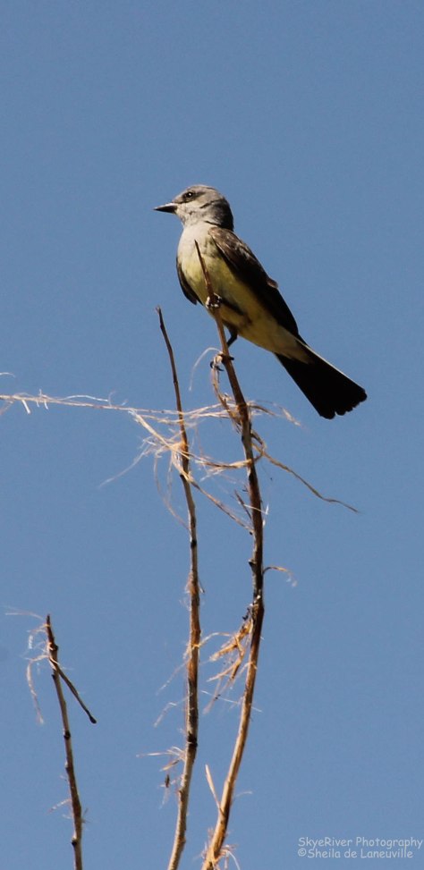 Western Kingbird