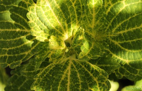 Shades of Green and Gold Coleus Flower