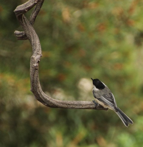 Black-Capped Chickadee