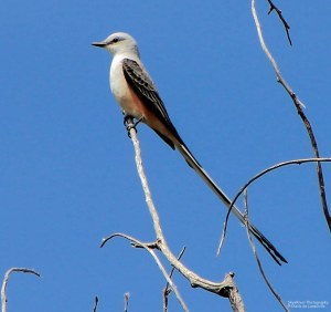 Scissor-tailed Flycatcher