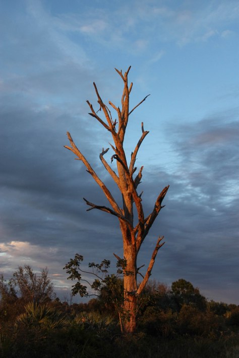 Setting Sun shines its beautiful light on this old tree
